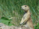 prairie dog_0.jpg